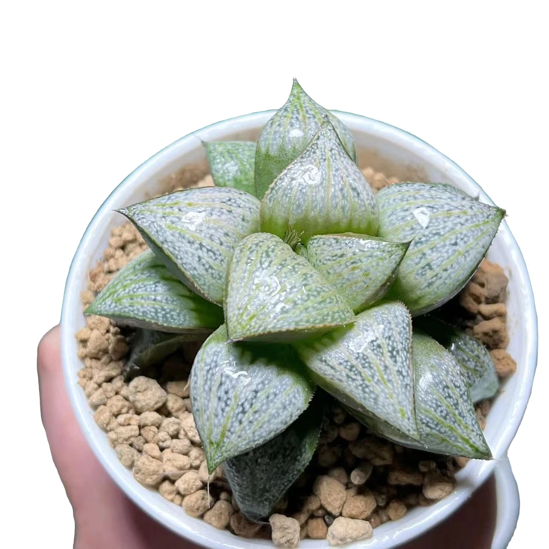 【娜塔莉】十二卷新手好养多肉植物根系带土原盆栽培种植拍下发