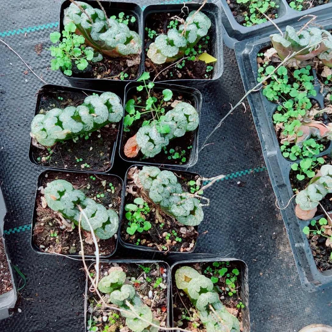 A黑武泰多肉植物一颗多肉