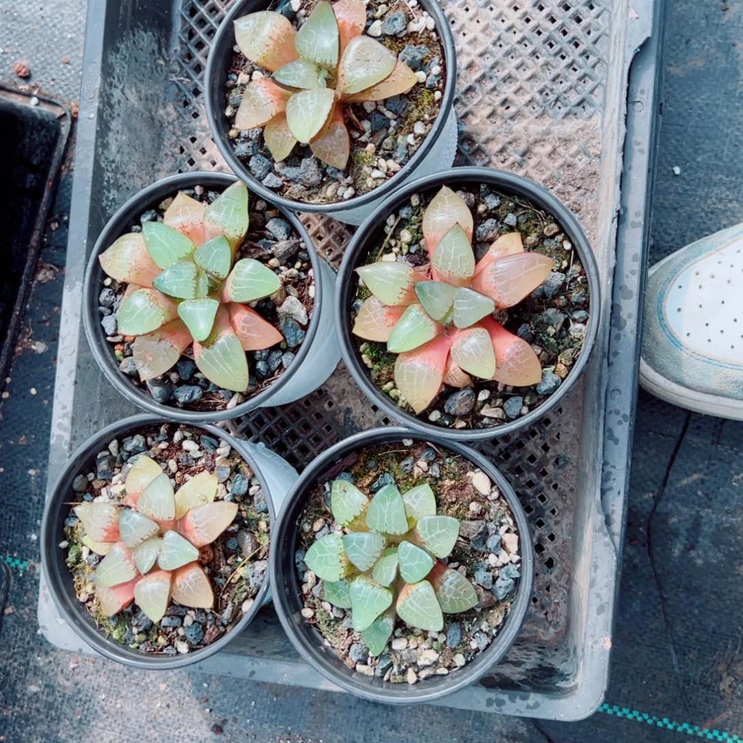 A流纹康平多肉植物一颗