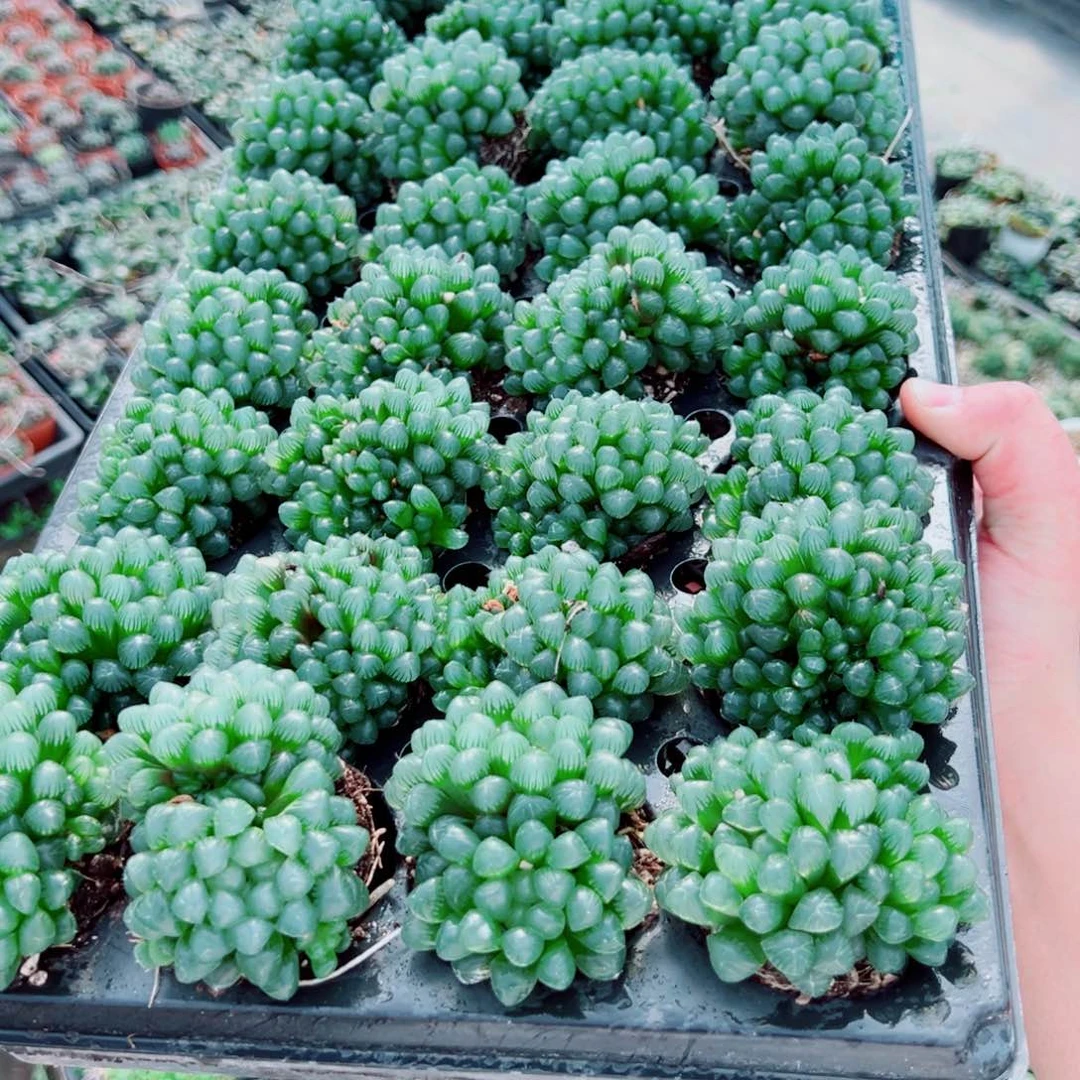 孙氏玉露多肉植物一颗