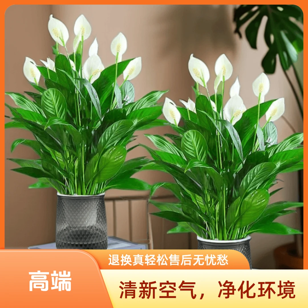 白掌一帆风顺盆栽四季开花花卉植物室内水培绿植吸甲醛办公室好养