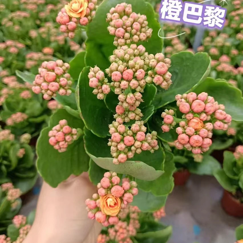 [橙巴黎]有黄叶建议不要拍不售后