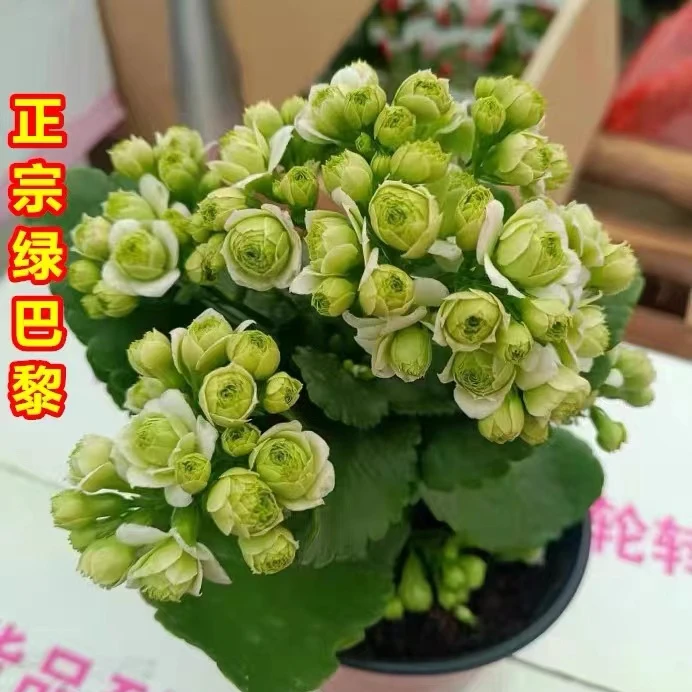 【绿巴黎】重瓣原盆原土带花苞发货长寿花