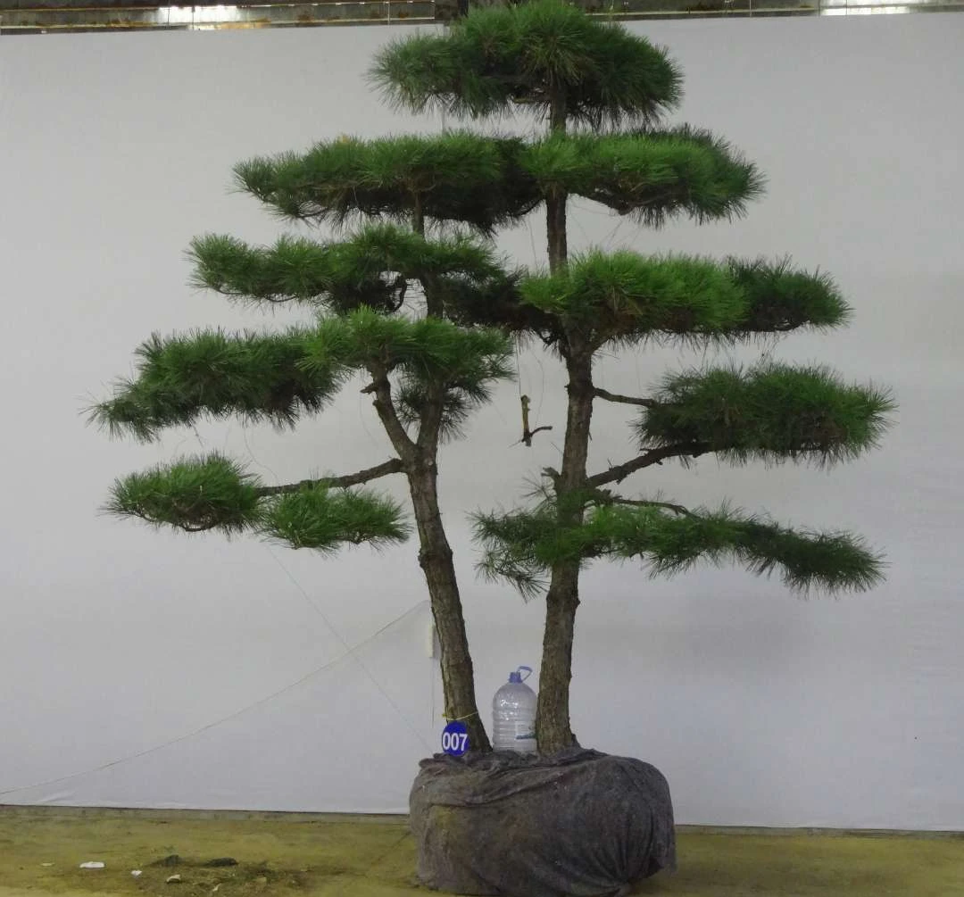 商品以直播间实物为准 黑松油松赤松景观盆景盆栽地栽