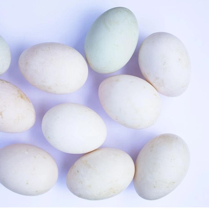 30枚四川农家绿色现收鸭蛋新鲜土鸭蛋放养土鸭蛋正宗新鲜鸭蛋