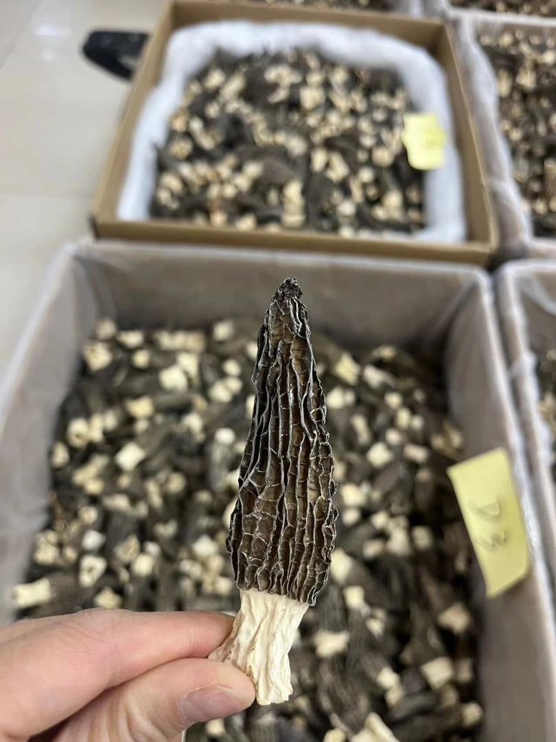 云南羊肚菌干货250g特级2024头茬新货羊肚菌羊肚菇煲汤材料桑