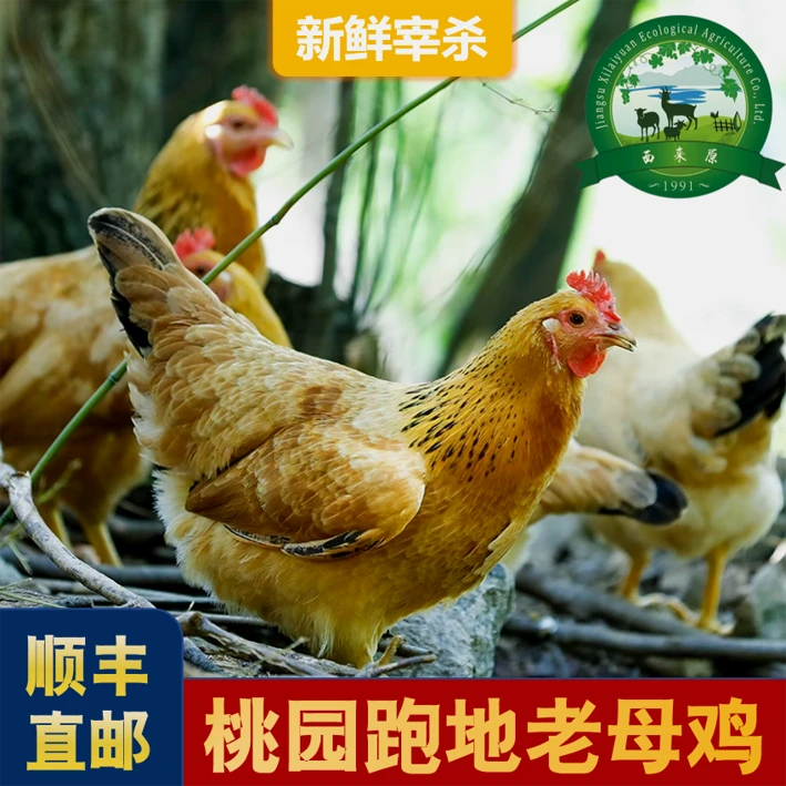 桃园散养老母鸡活鸡现宰现杀2-4斤整鸡
