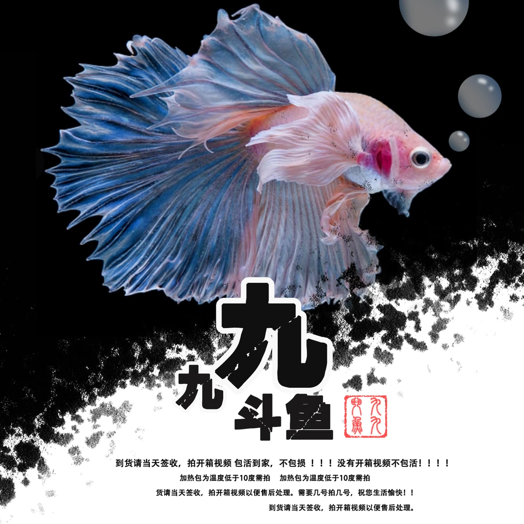 【171-200号】泰国斗鱼热带鱼