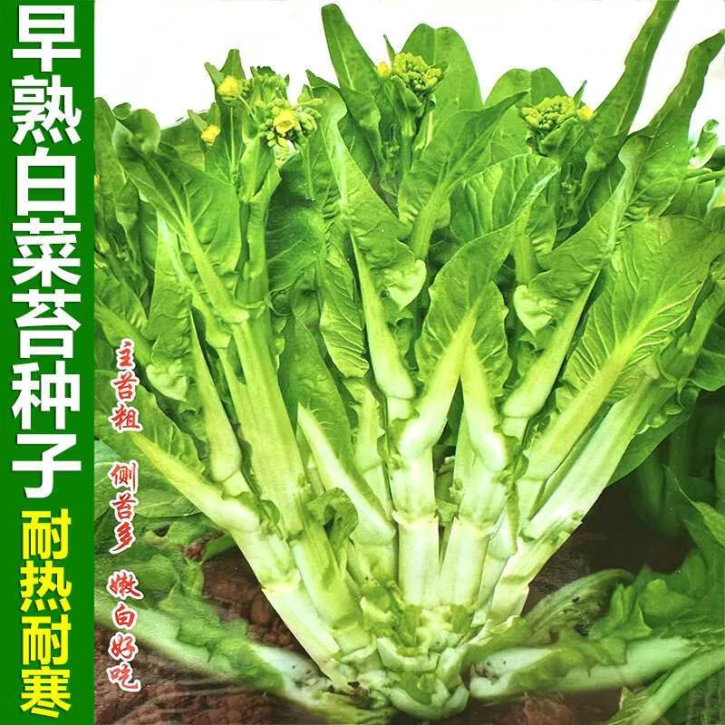 杂交早熟白菜苔种子脆甜多芽白菜心种子四季高产抗病耐热蔬菜种籽