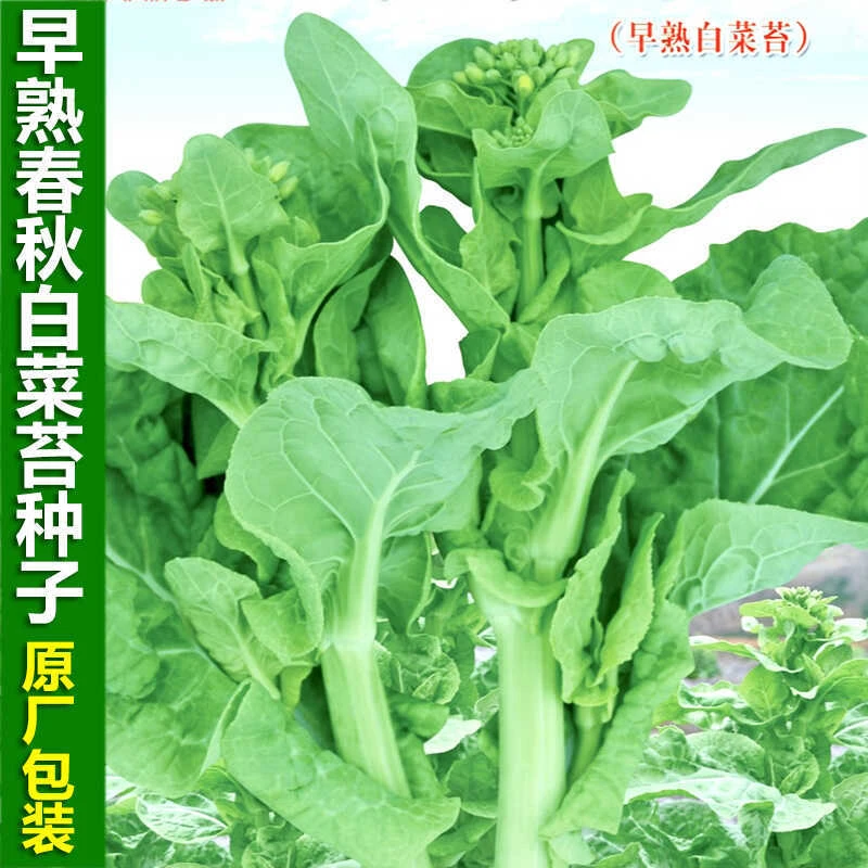 早熟白菜苔种子杂交苔粗白菜苔菜心菜薹种籽大田秋季蔬菜种孑