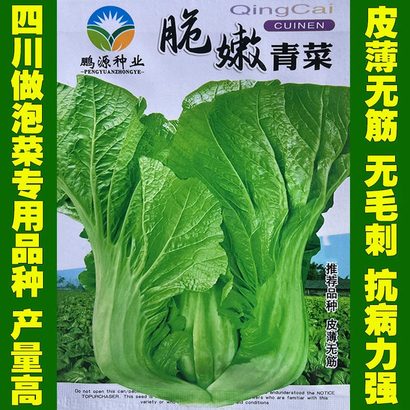 四川宽叶青菜种子迟青菜无筋青菜芥菜种籽做泡菜专用品种蔬菜种孑