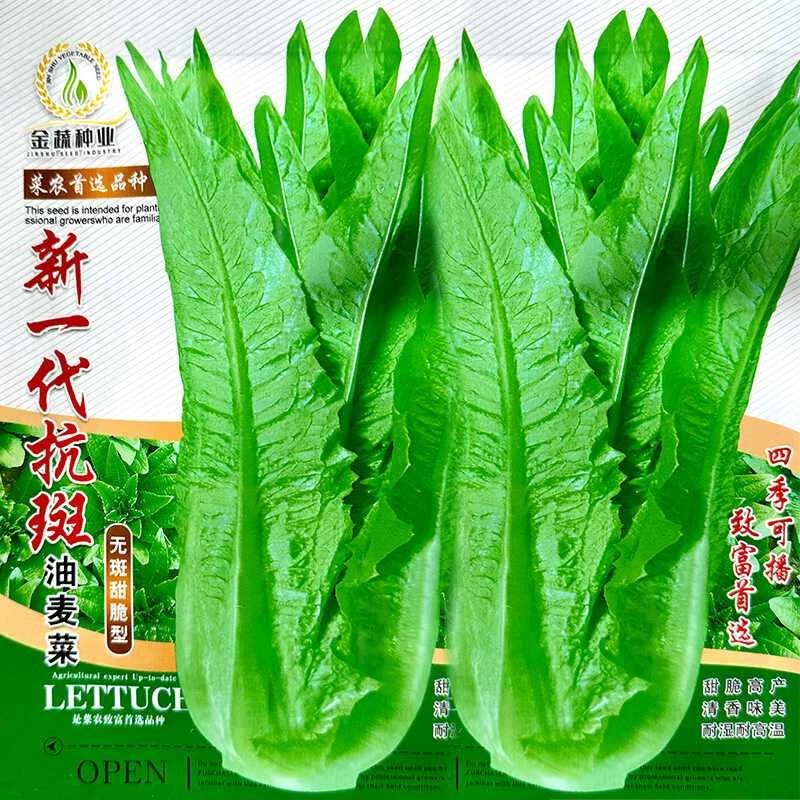 新一代抗斑油麦菜种子阳台蔬菜种子四季播种种子易种蔬果菜种籽孑
