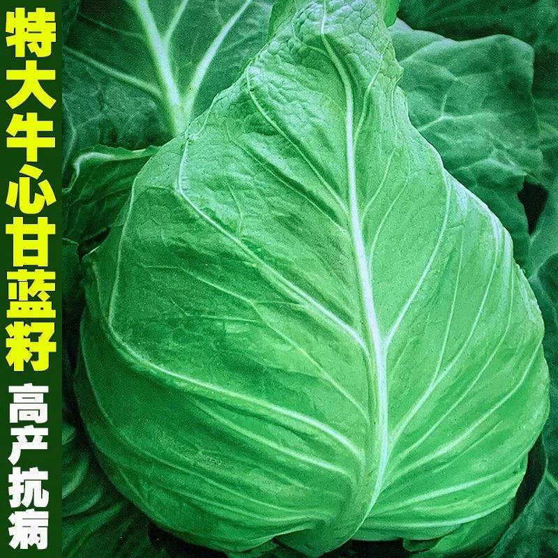 特大牛心甘蓝种子包菜种籽莲花白卷心菜耐寒春夏秋冬四季蔬菜种孑