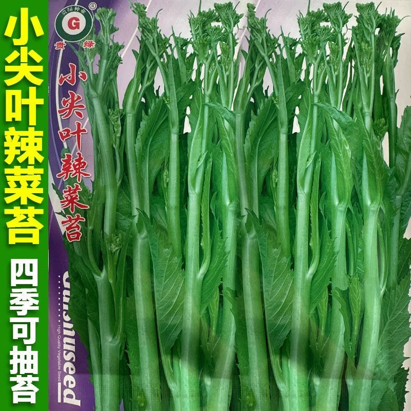 小尖叶辣菜种籽贵州冲菜种籽芽芽菜荠菜芥菜春夏秋四季播种蔬菜籽