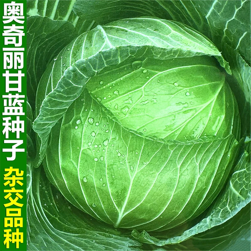 奥奇丽甘蓝种子莲花白包菜卷心菜籽平顶圆白菜高产春秋播蔬菜种籽