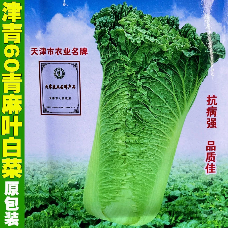 津青60天青口白种籽直筒青麻叶大白菜种子包心紧筋少高产蔬菜种孑