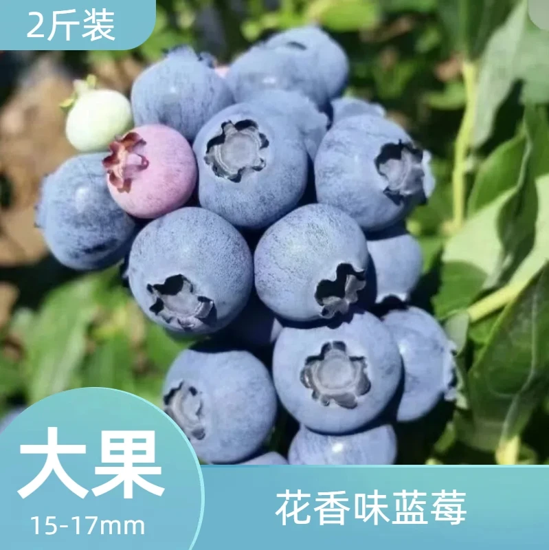 【怀宁露天蓝莓】15-18mm【2斤装】大果现摘现发应季新鲜蓝莓酸甜可口