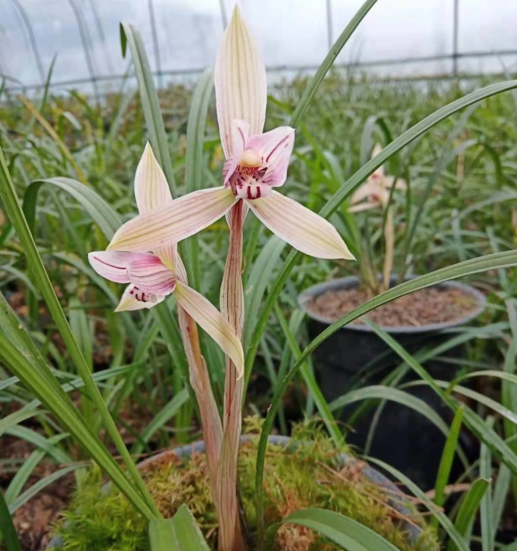 贵州春兰开朵朵香