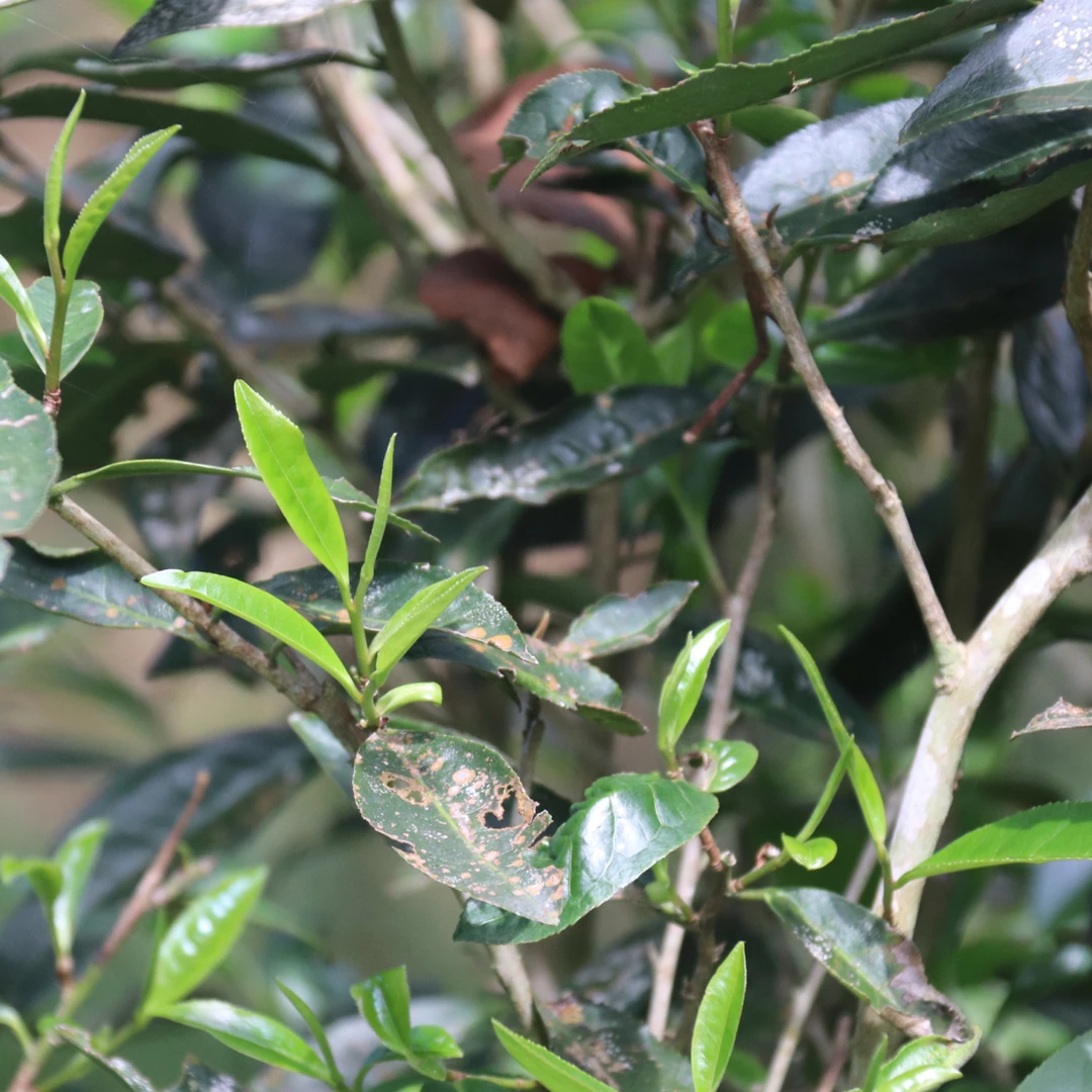 倚邦思源號生茶代拍一号链接分享装