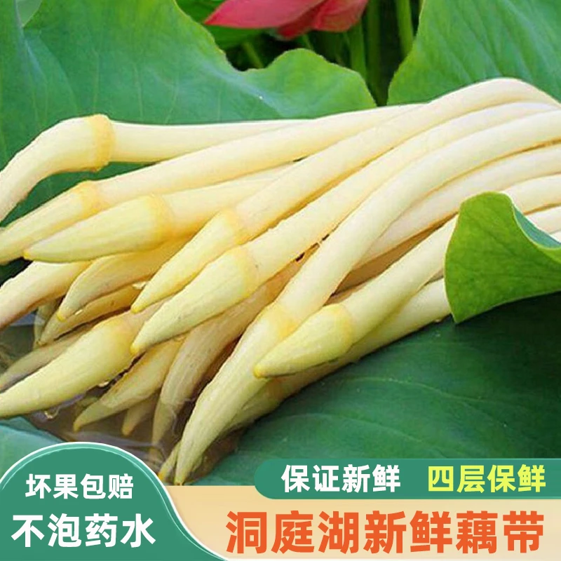 洞庭湖新鲜藕带湖南现挖藕尖藕肠子天然脆嫩藕苫应季鲜嫩蔬菜
