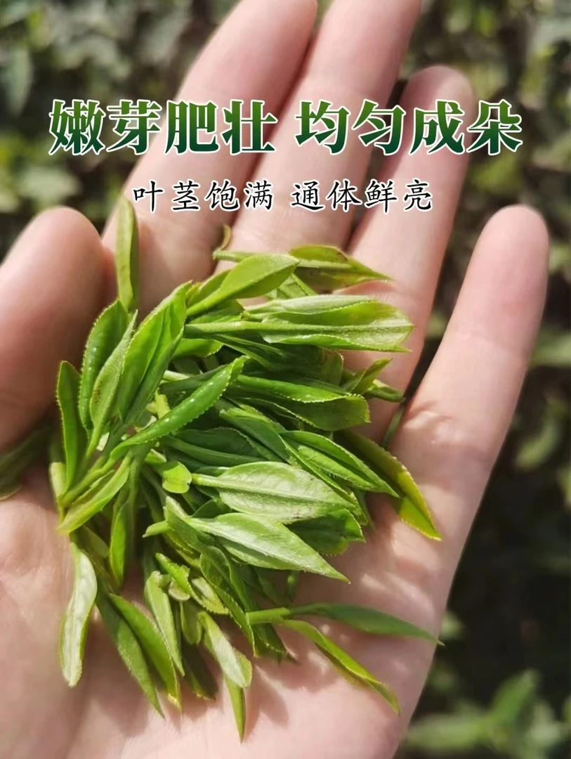2025上市高山舒城小兰花绿茶性价比高手工好喝品质自然品尝免费