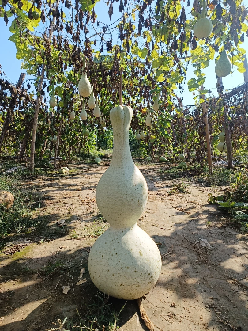 超大葫芦，短嘴八宝，10粒，   1号品