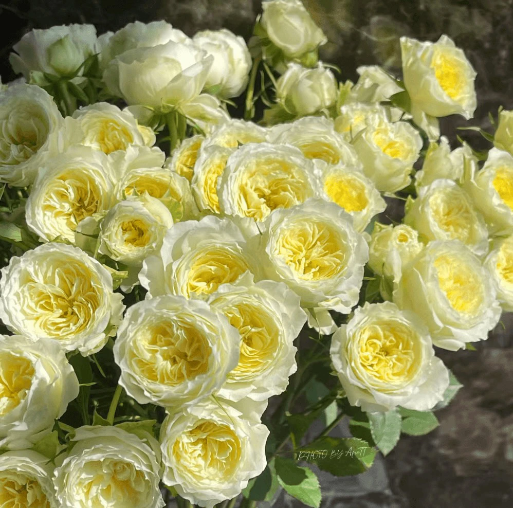 【10枝暖暖】花农直发,全场任意两单顺丰包邮