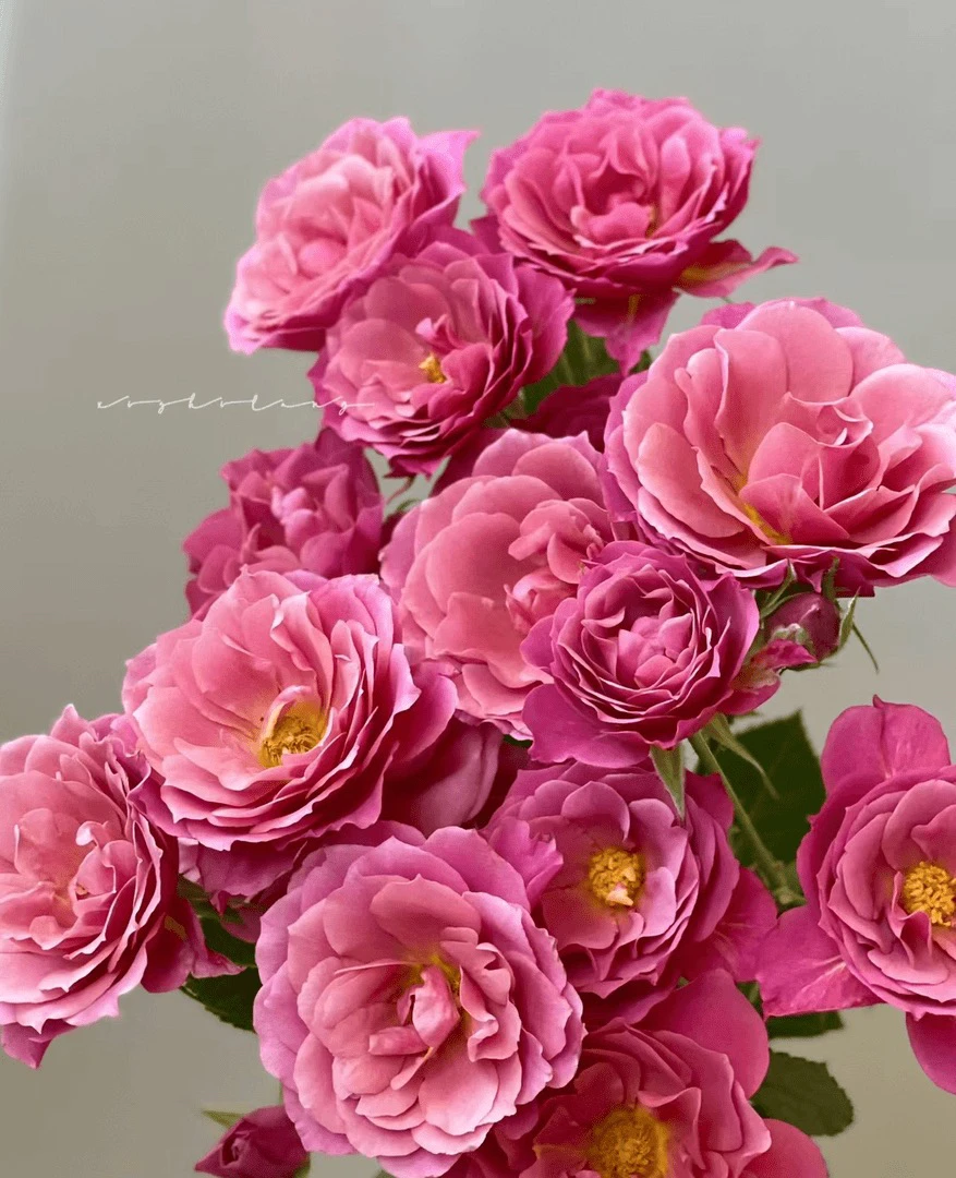 【10枝葵】全场任意两单顺丰冷链包邮，0度以下必拍保温棉！