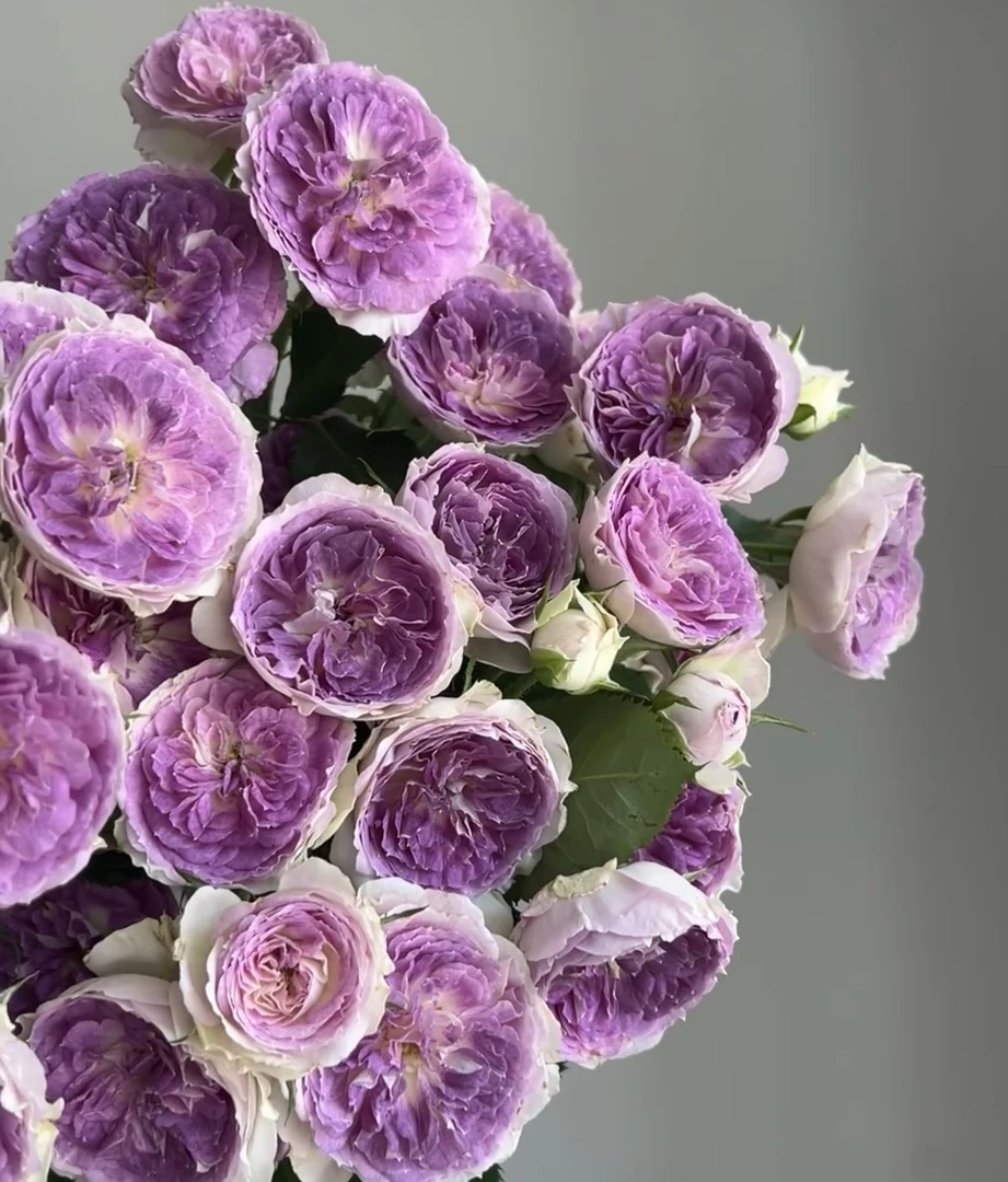 【10枝多头蓝月石】全场任意两单顺丰冷链包邮，一单需补邮费！