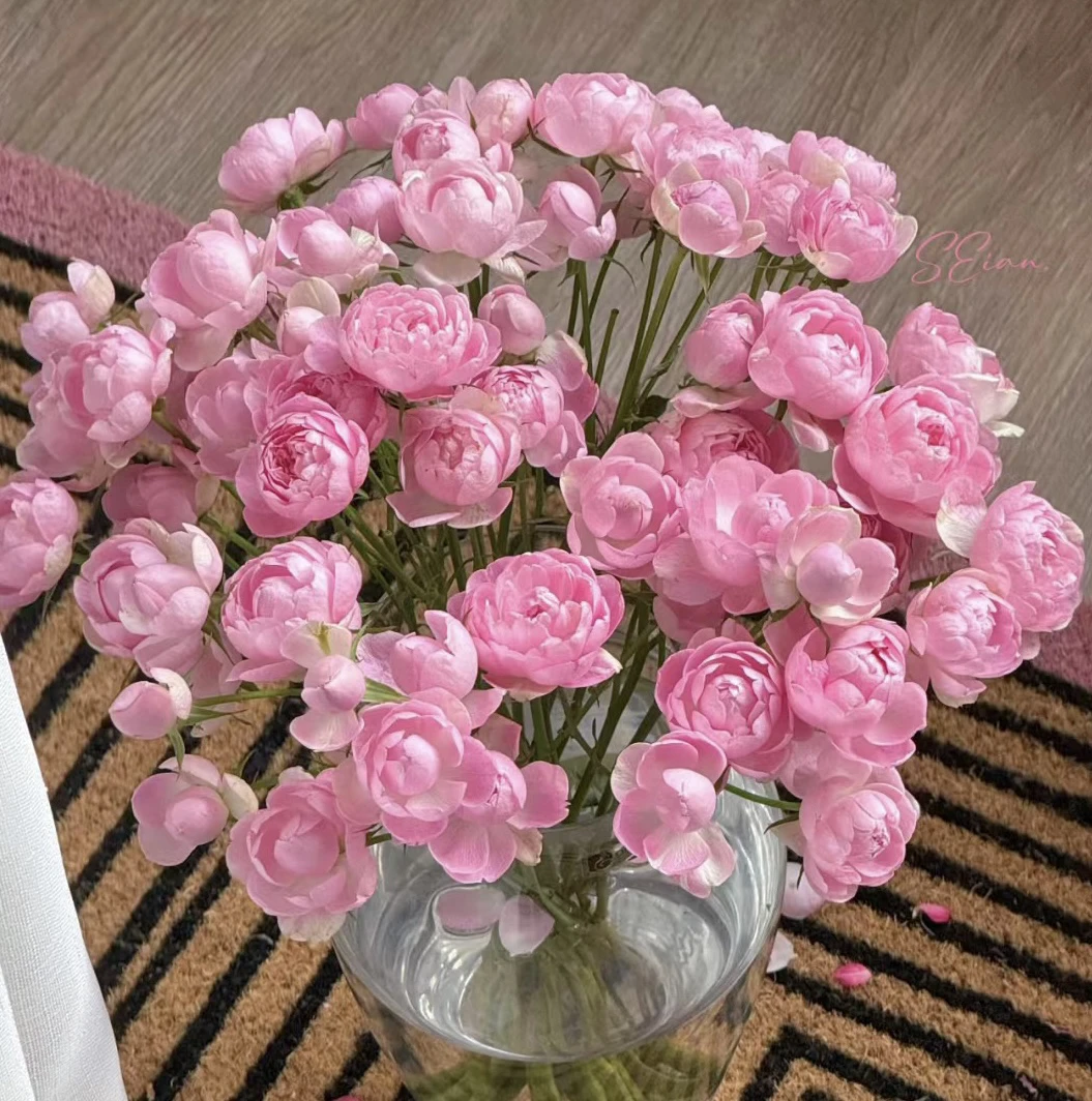 【10枝午夜七星多头泡泡】花农直发，全场任意两单顺丰冷链包邮