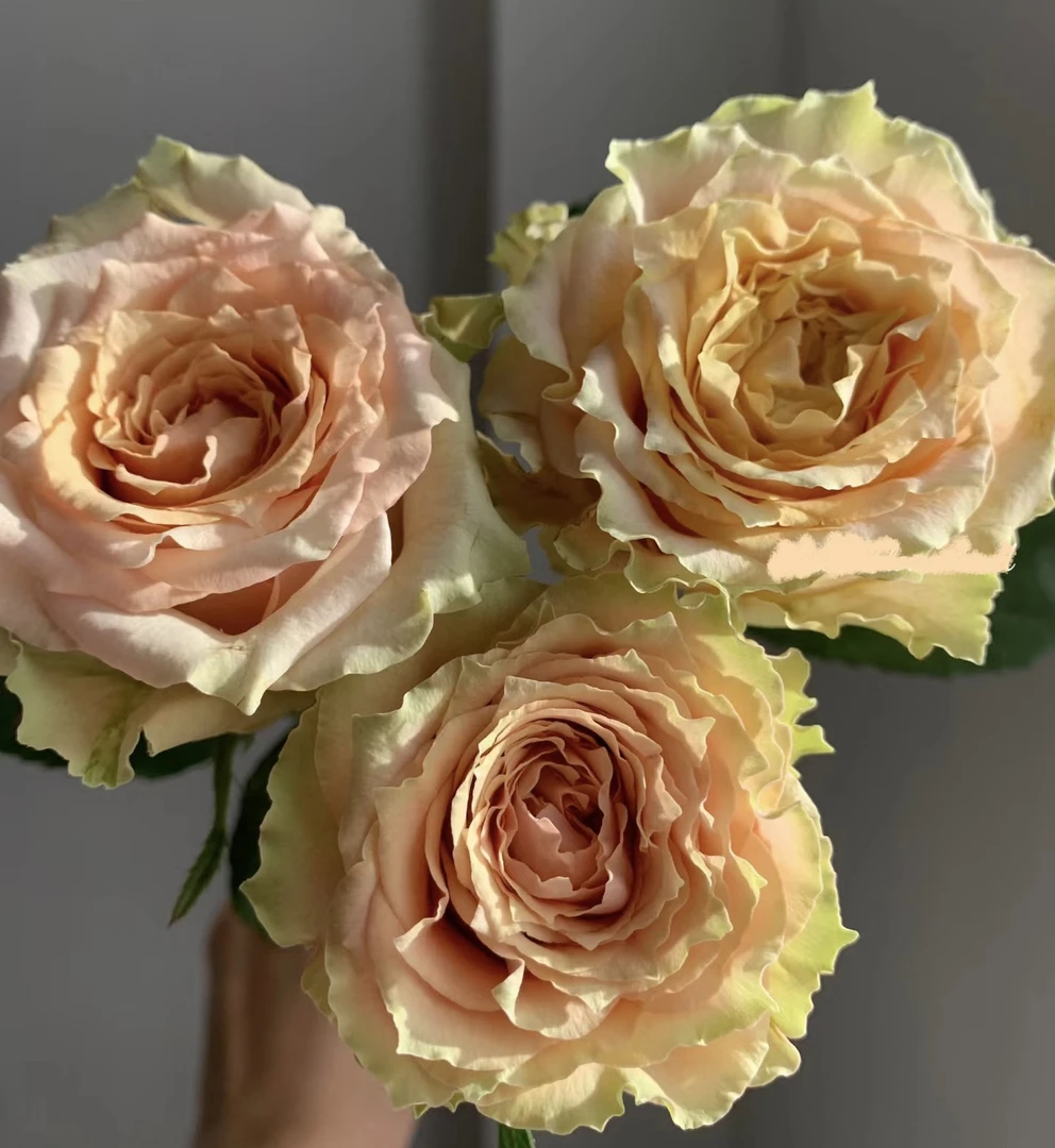 【焦糖玛奇朵玫瑰】全场任意两单顺丰冷链包邮，一单需补邮费！