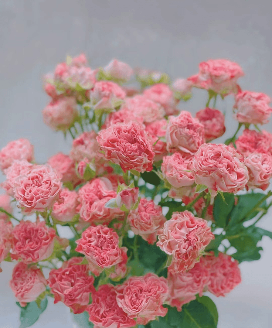 【小仙女多头】花农直发 任意两单顺丰包邮，10%不售后