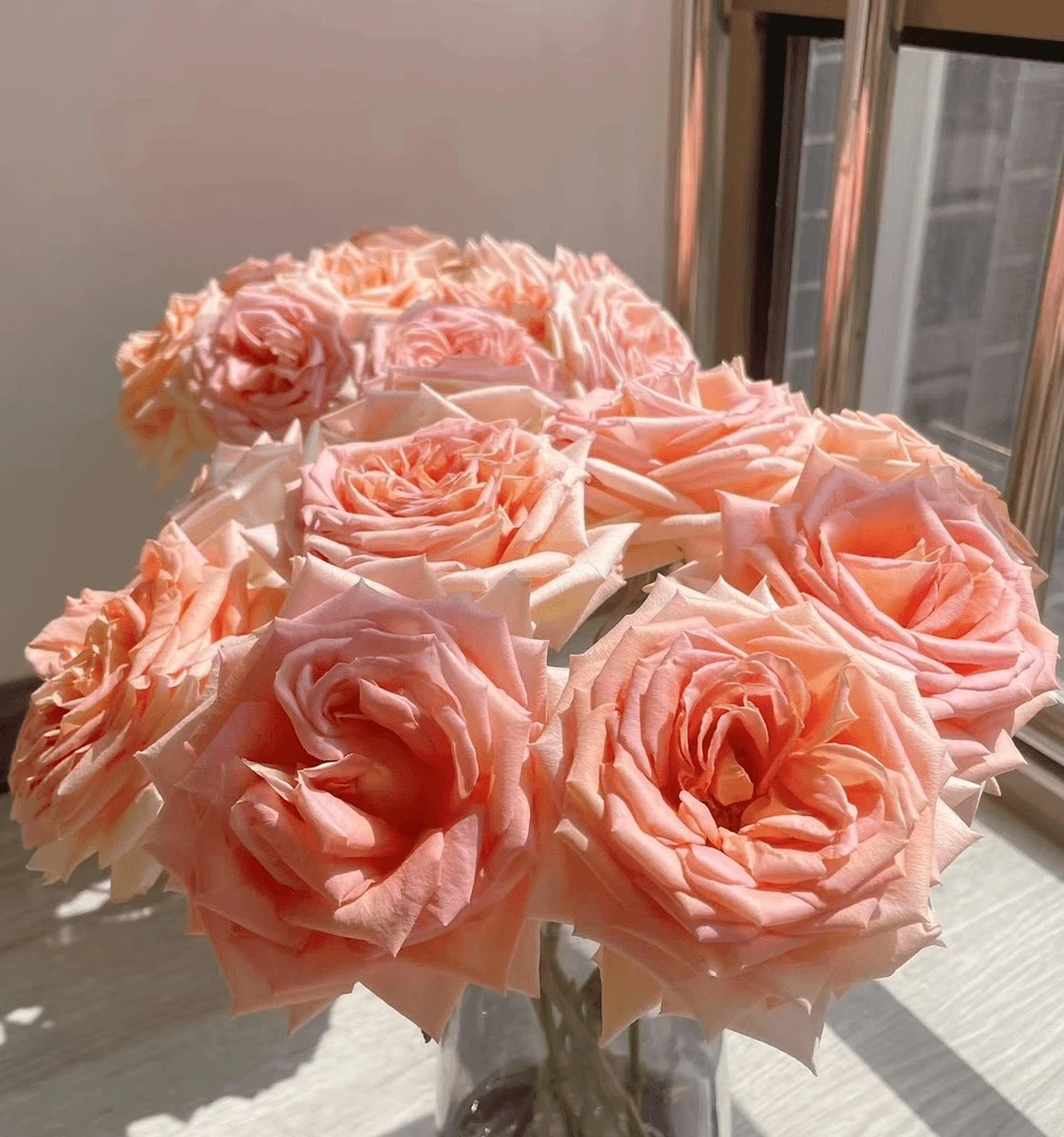 【20枝蜜汁玫瑰】花农直发，全场任意两单顺丰包邮，一单需补邮费