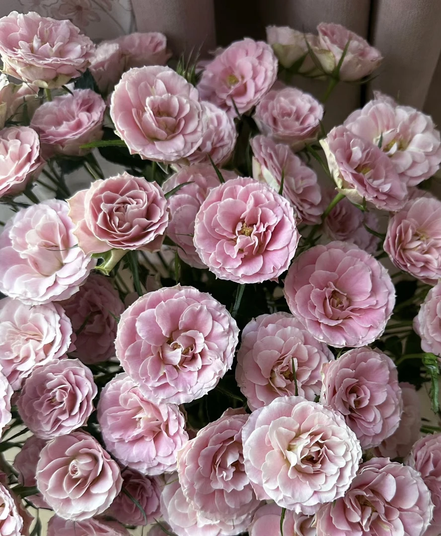 【10枝多头韶华】花农直发，全场任意两单顺丰冷链包邮