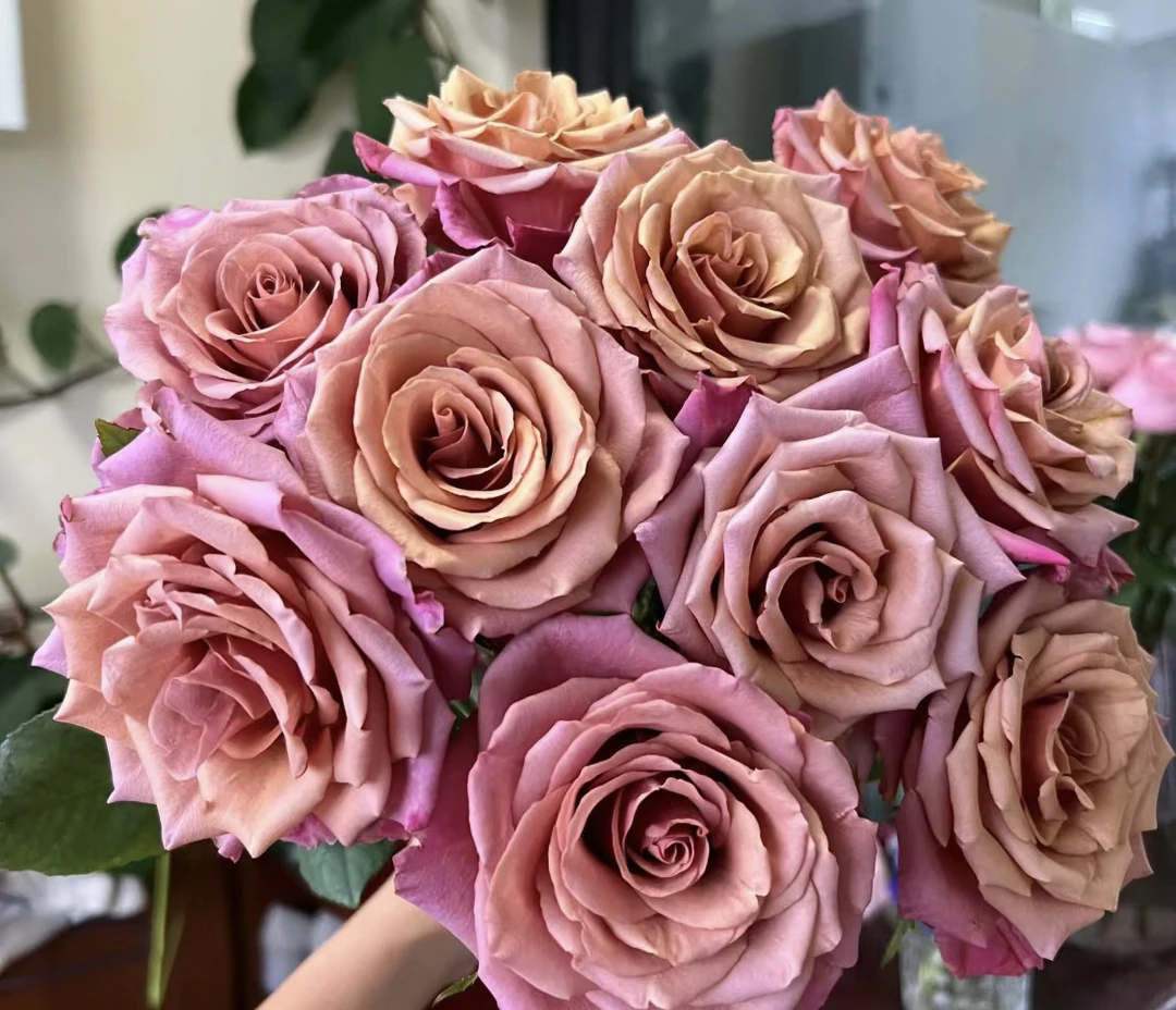 【紫陌玫瑰】花农直发，全场任意两单顺丰包邮，一单需补邮费