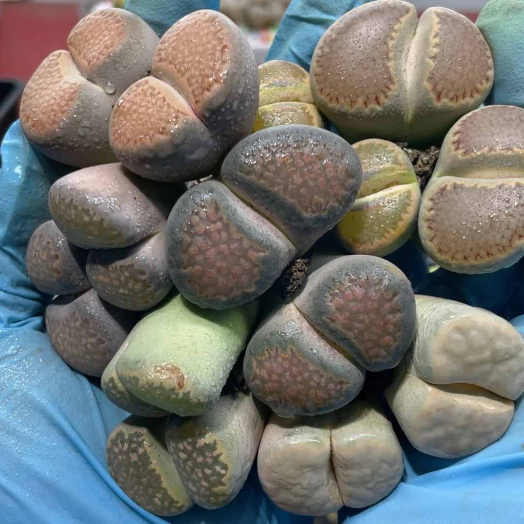 闪购小刚生石花735