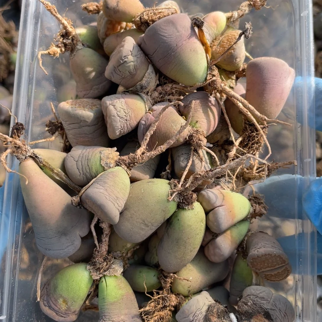 闪购小刚生石花899