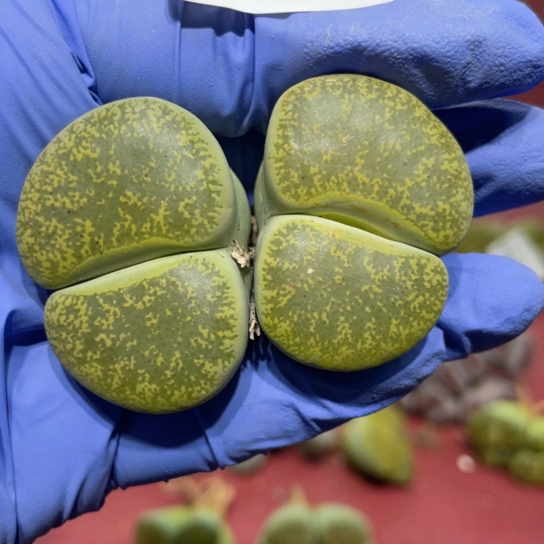 闪购小刚生石花989