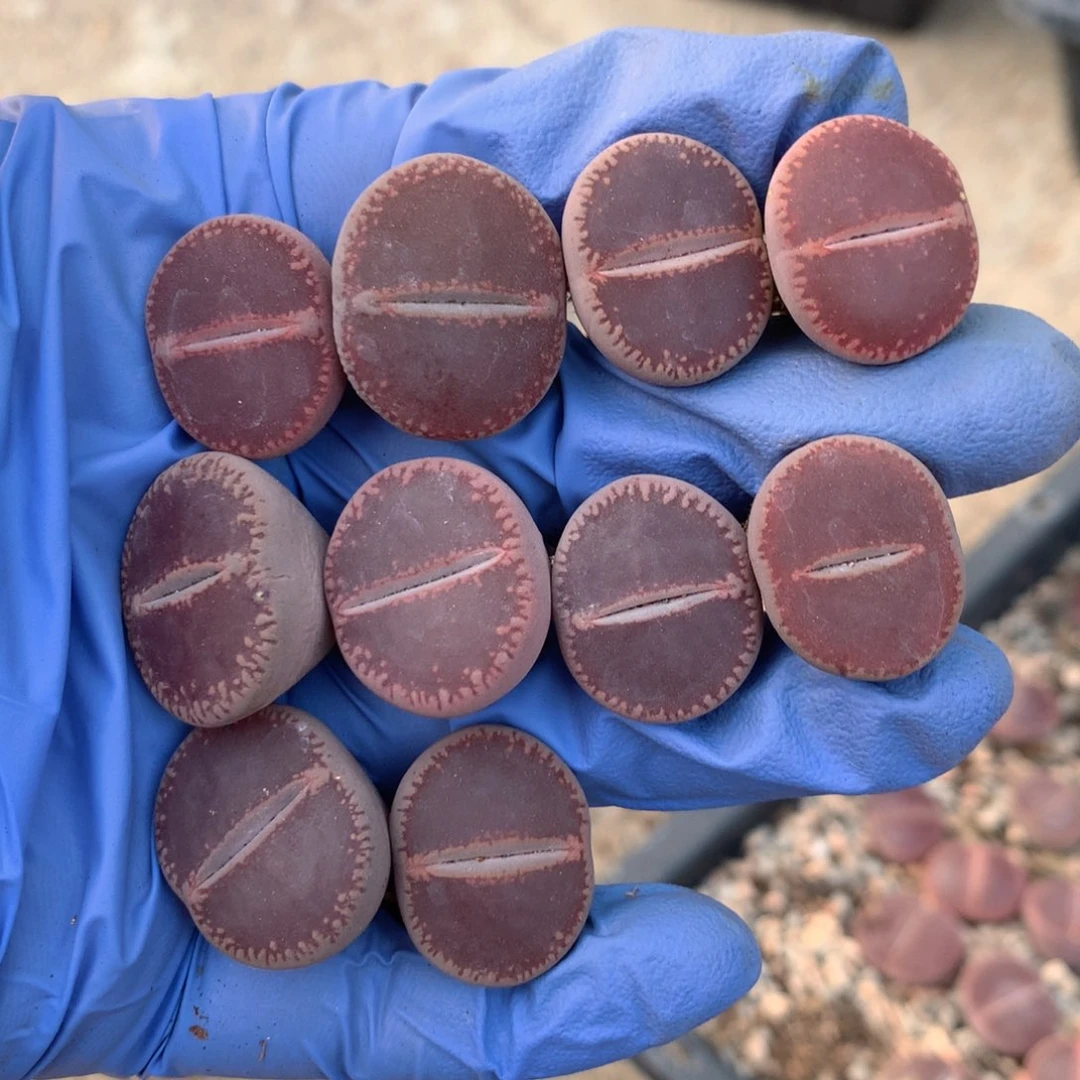 闪购小刚生石花704