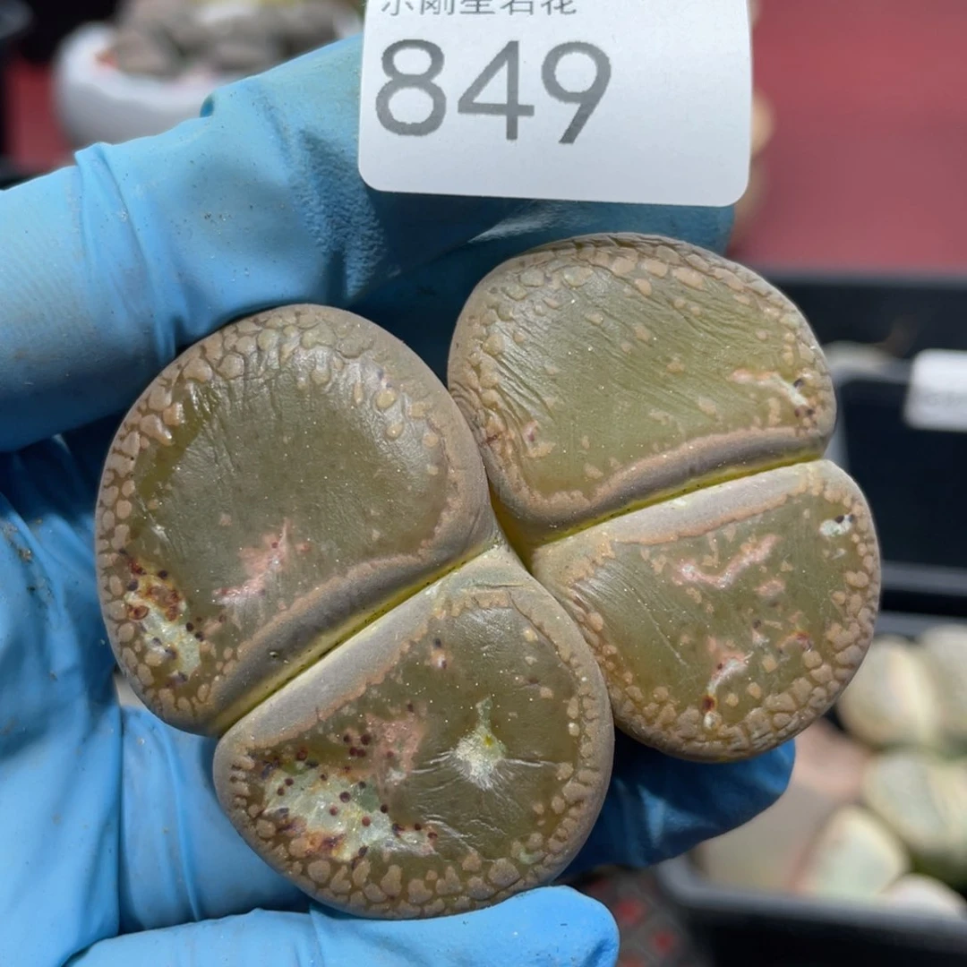 闪购小刚生石花849