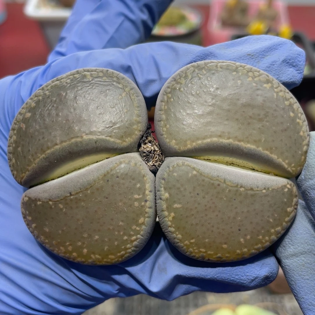 闪购小刚生石花204