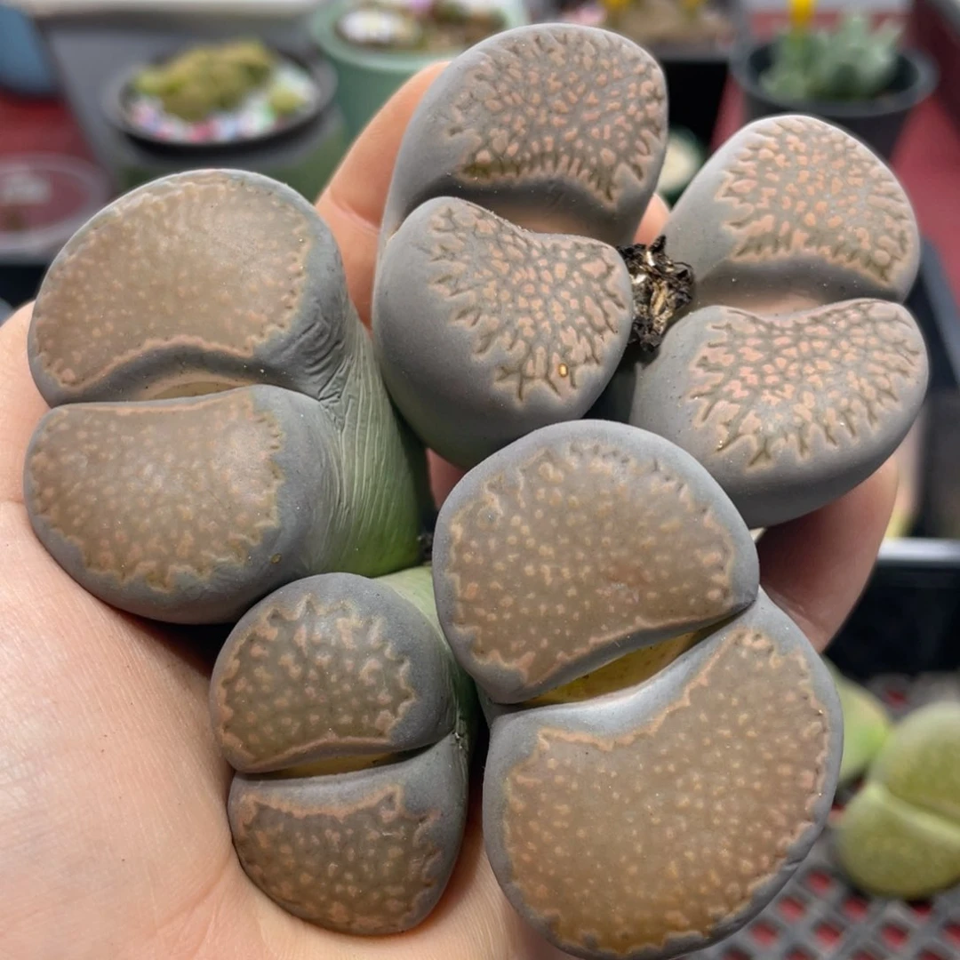 闪购小刚生石花283