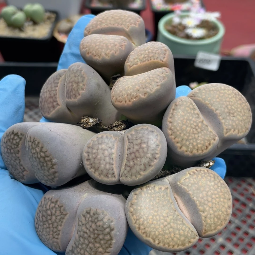 闪购小刚生石花501