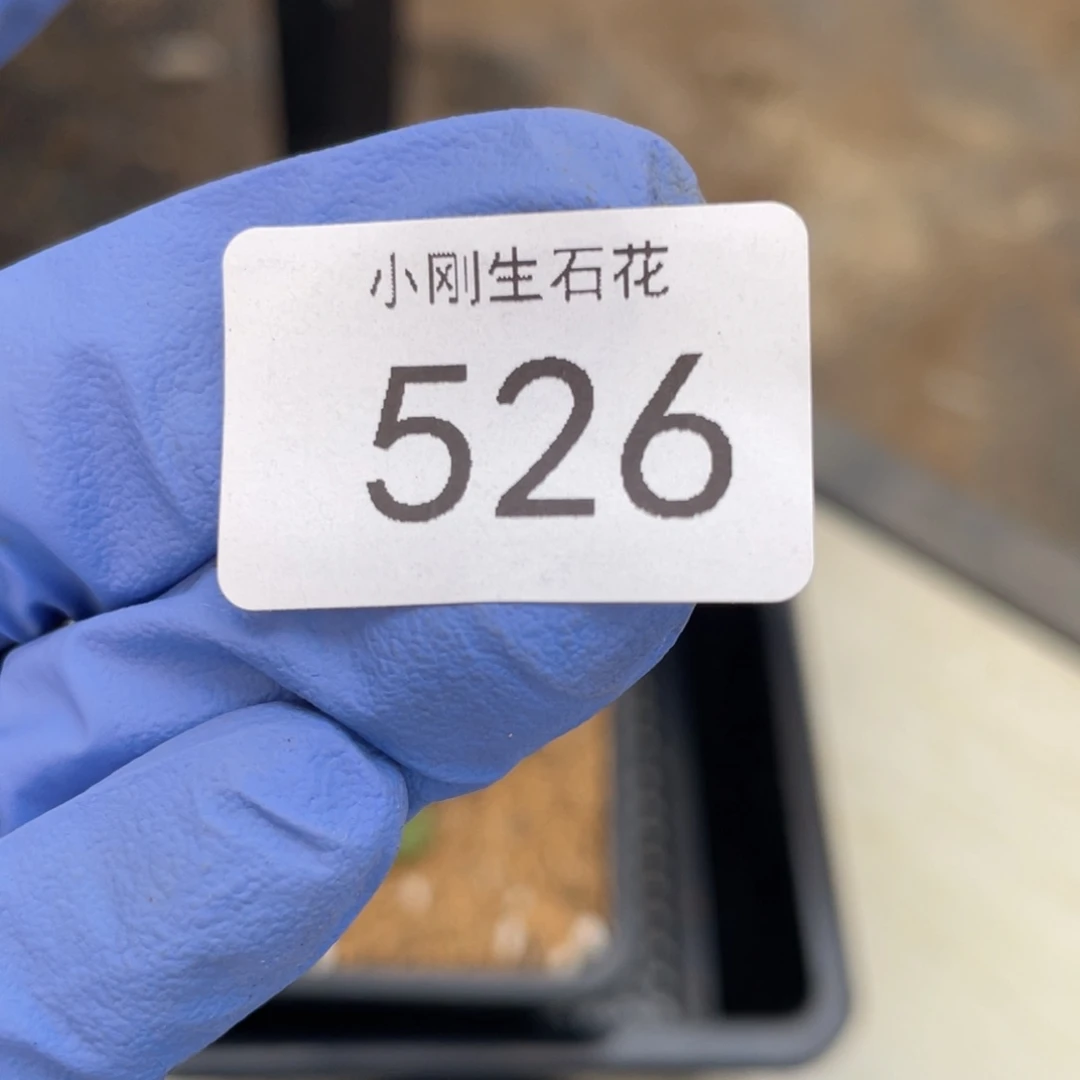 好**见闪购小刚生石花526