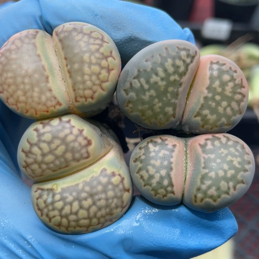 闪购小刚生石花926