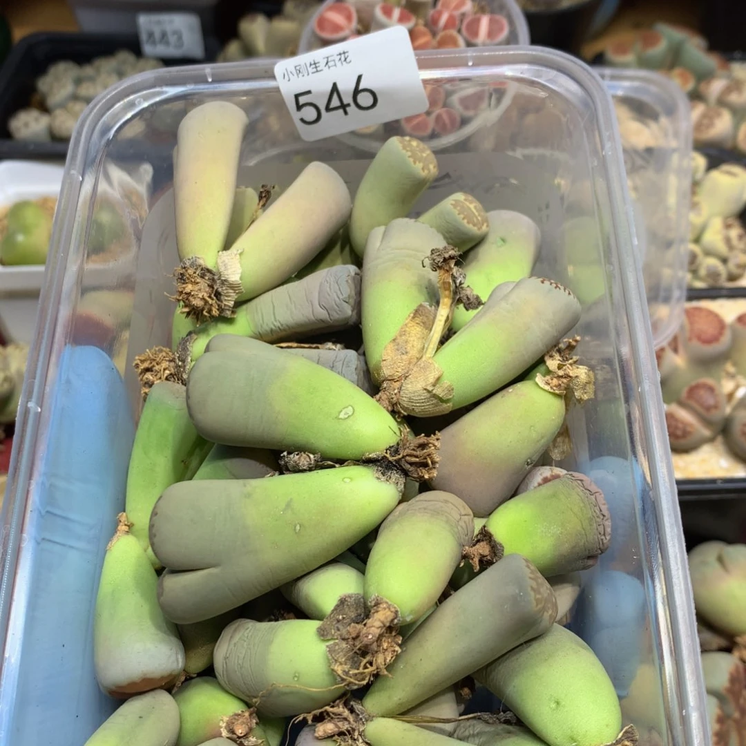 闪购小刚生石花546