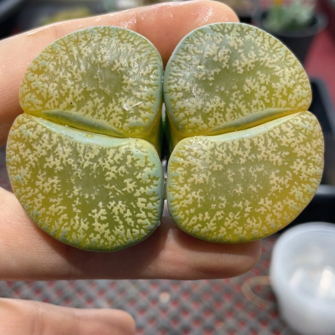 闪购小刚生石花277