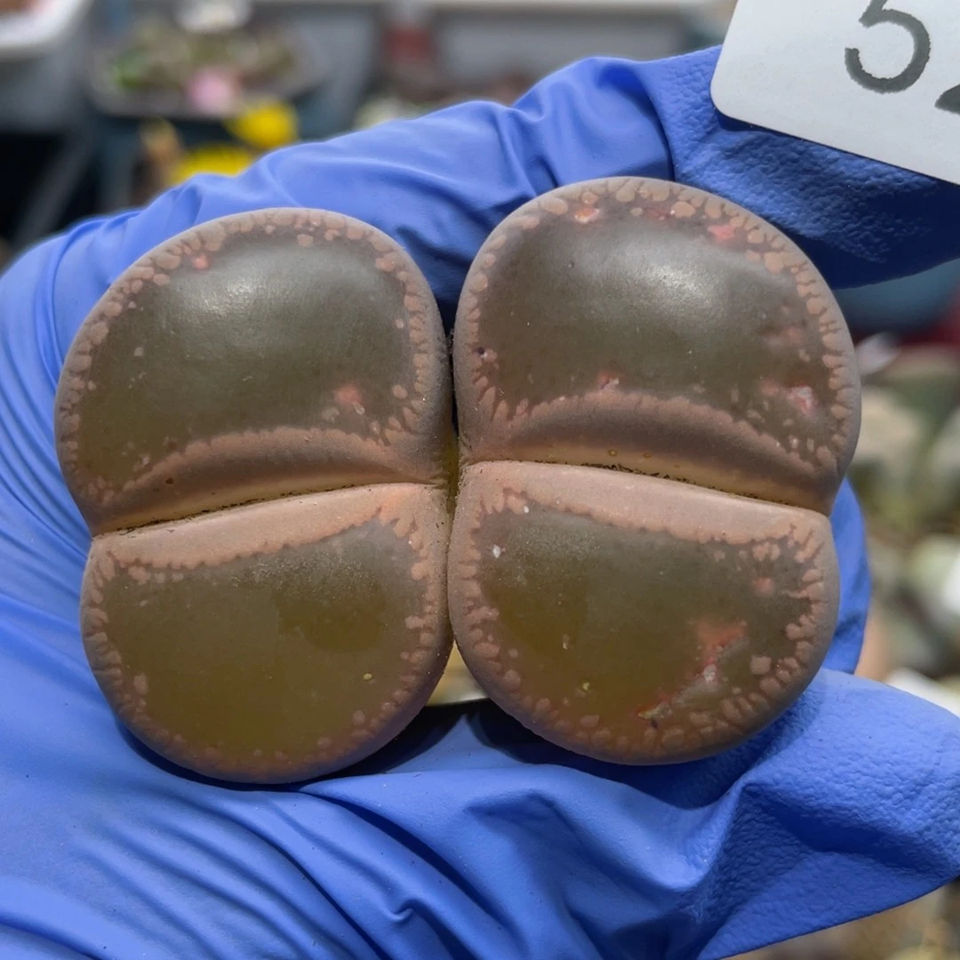 闪购小刚生石花529