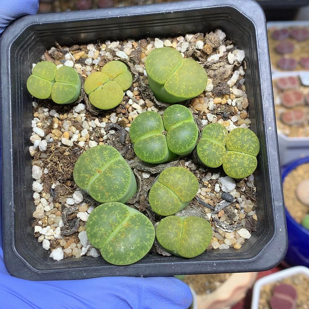 闪购小刚生石花109