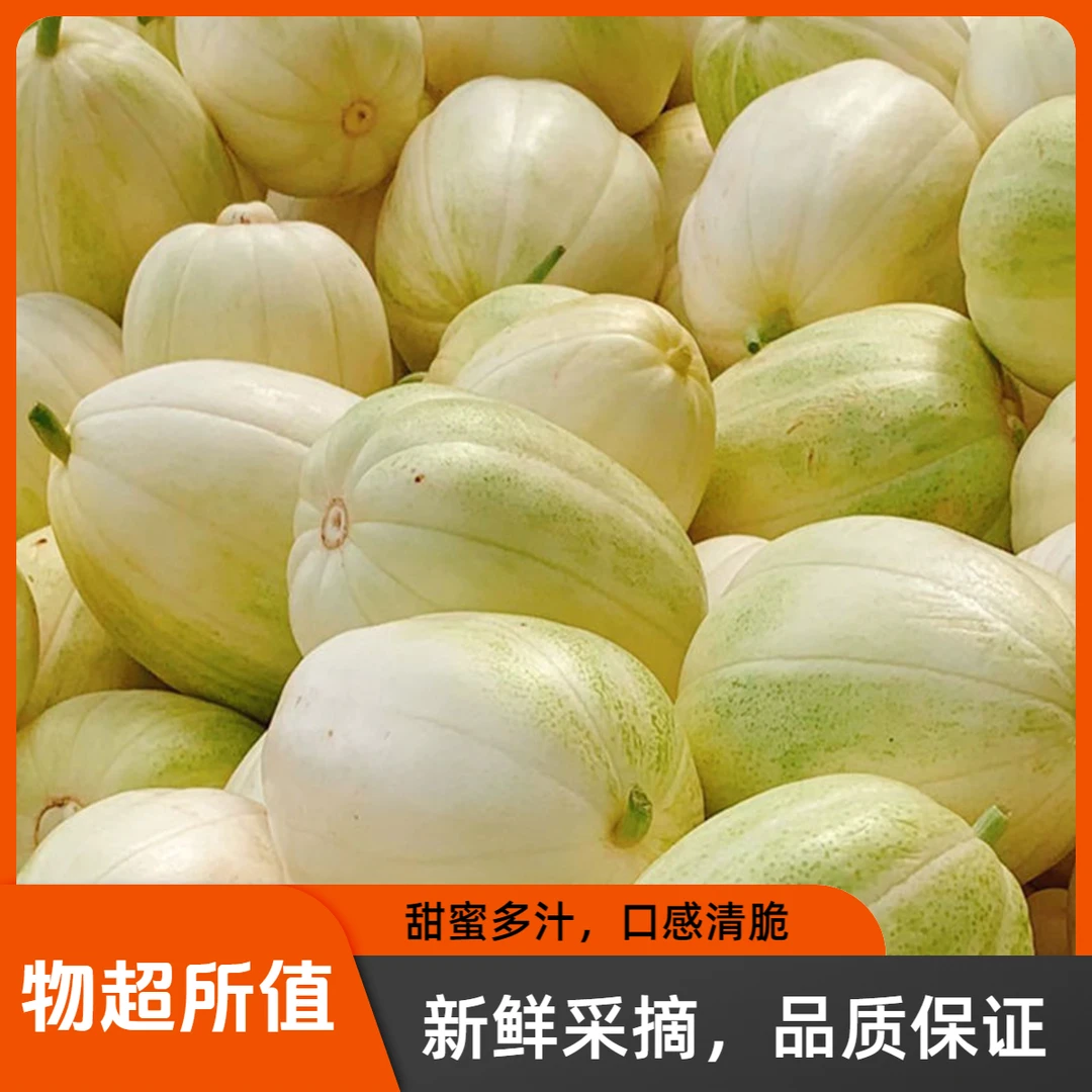 香甜黑龙江白糖罐甜香瓜头茬新鲜水果甜脆看球现发超甜小脆瓜包邮